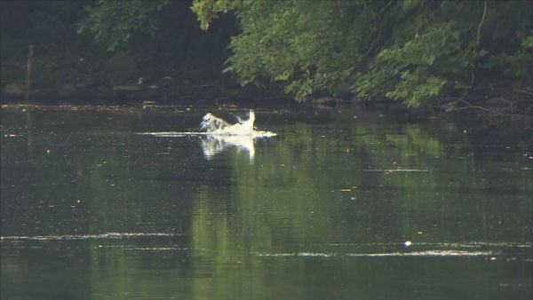 Police Possible alligator spotted in Elmwood Park