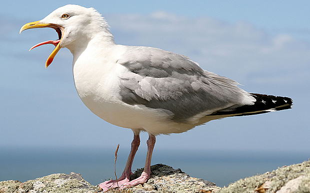 'A seagull stole my sandwich' - some of the weird and wonderful tweets from