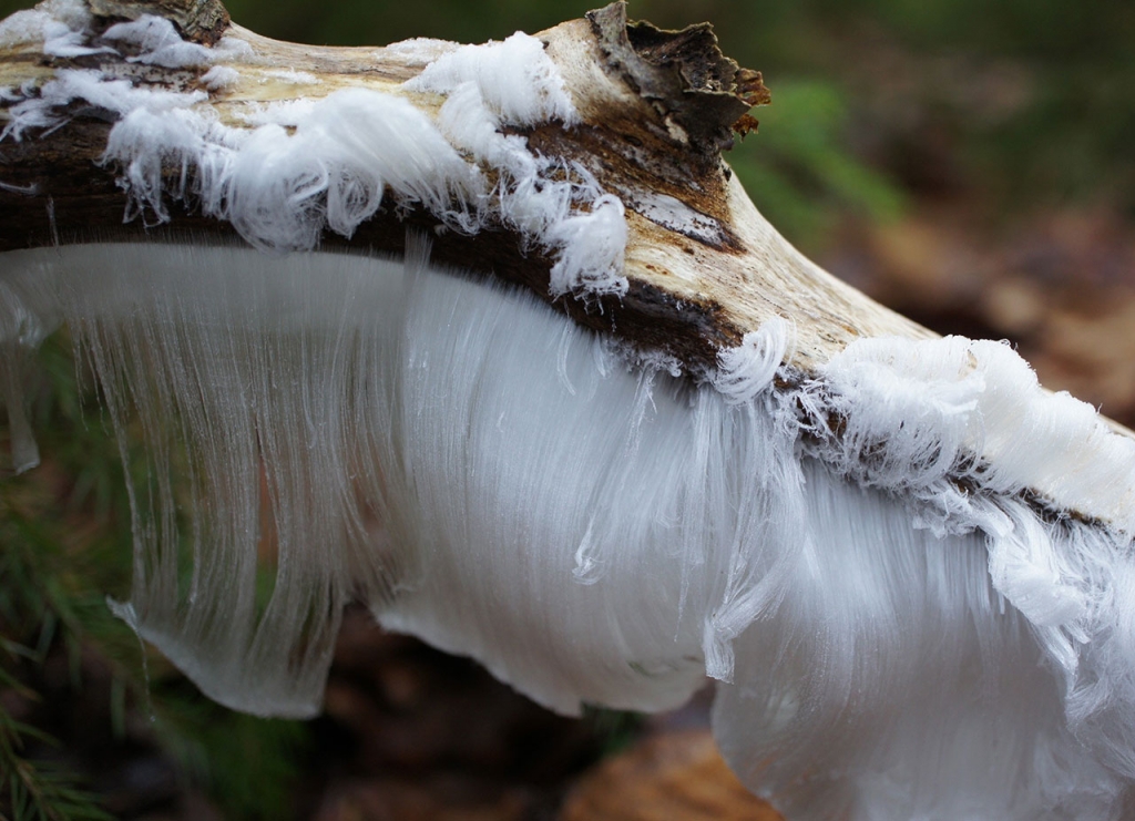 Fungus: Exidiopsis Effusa Responsible For Peculiar Hair Ice Mystery : Nature