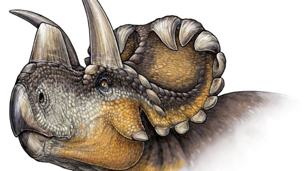 Wendiceratops