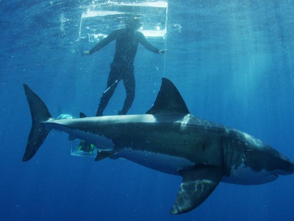 Channel a great white shark researcher stands in the clear shark cage while a great white shark swims by during an episode of'Shark Week. The television series returns Sunday