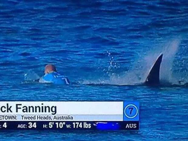 Video: Surfer Mick Fanning attacked by shark during competition - Telegraph