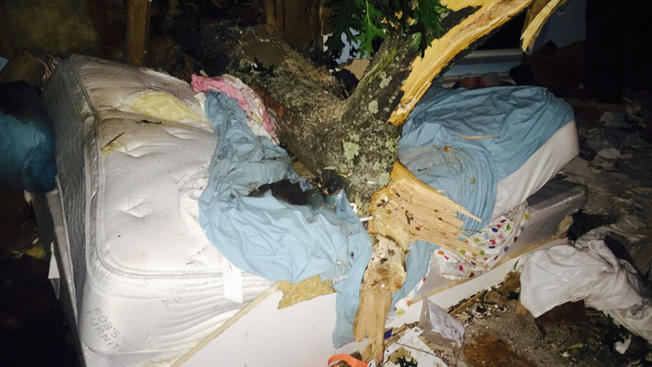 Large Tree Falls on Sleeping Woman in Great Neck | Great Neck, NY Patch