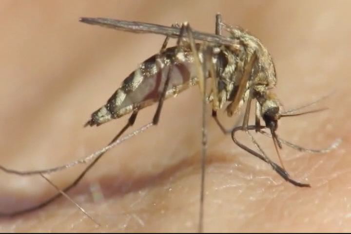 West Nile virus infection confirmed in Washington resident | Department of