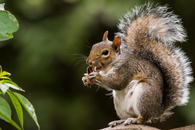 Squirrel virus may have killed 3 German men - UPI.com