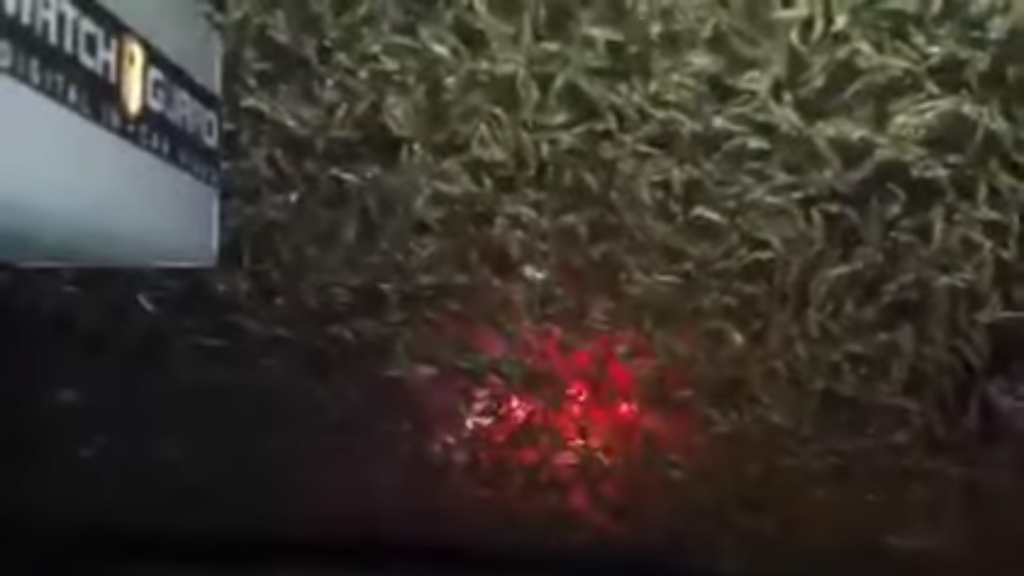 Invasion of the mayflies - 11Alive