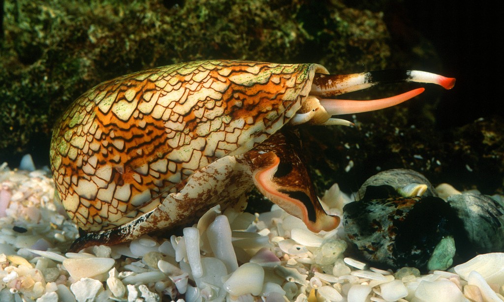 'cone snail venom