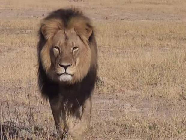 Zimbabwe's favourite lion Cecil killed by hunter from 'North America