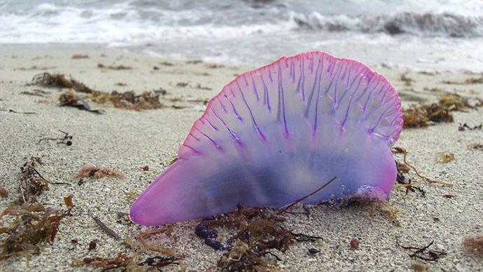 'Portuguese Man-of-War