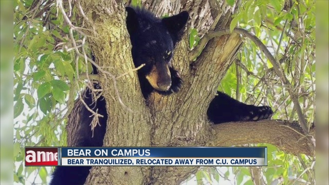 The bear was tranquilized and relocated away from the campus this morning.                      KMGH