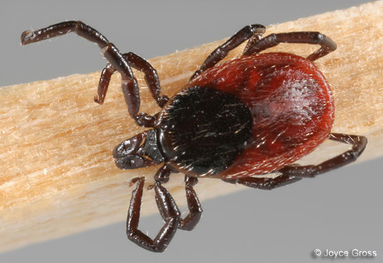 The black-legged tick is responsible for Lyme disease