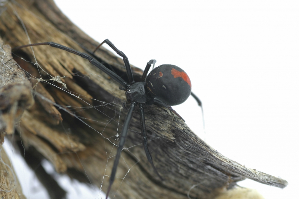 The black widow spiders don't pose a serious danger to humans