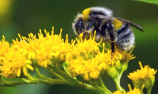 The role bumblebees play as plant pollinators is vital in providing food for humans and wildlife