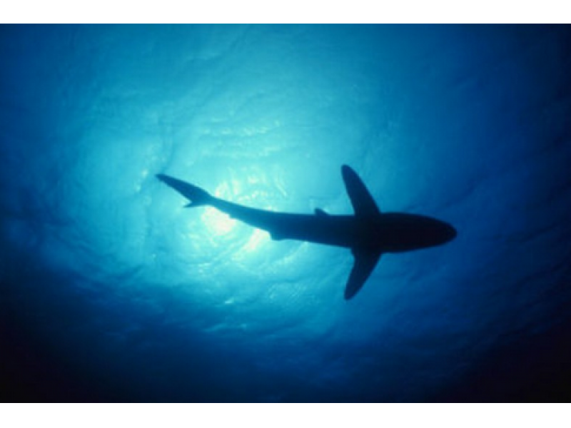 Beach Closed after Shark Bumps Surfer