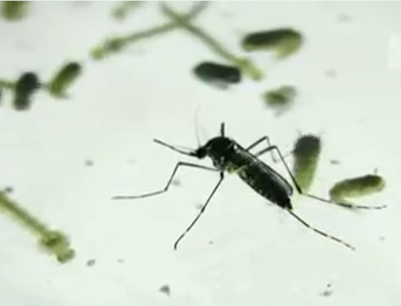 West Nile Virus UPDATE Health Authorities Drop Tips On How To Avoid Contracting Disease