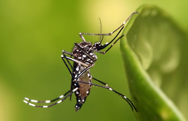 Aedes aegypti