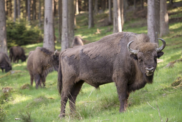 Taking selfies with bison not the smartest idea, Yellowstone National Park