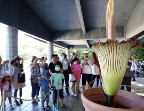 World’s Biggest Flower Blooms in Tokyo