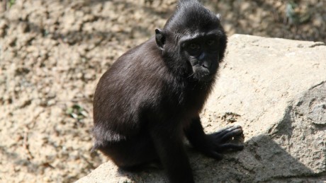 Zimm a three-year-old sulawesi macaque