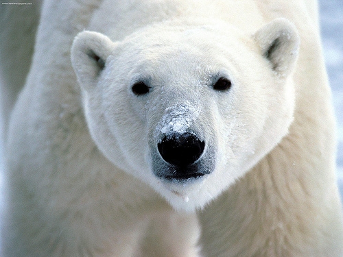 ROY GREEN | Polar Bear Numbers Increasing or Decreasing