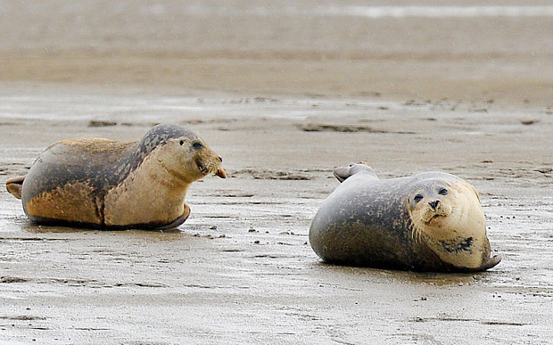 Seals whales and porpoises regularly spotted in the Thames survey reveals