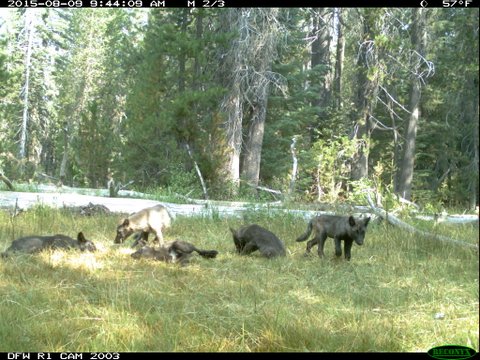 A trail camera shot dated Aug. 9 2015 shows five gray wolf pups in Northern California