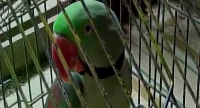 OMG! Parrot arrested for abusing woman in Maharashtra