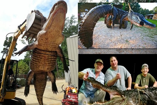 The 920-pound gator caught by friends in Alabama has these gator hunters on cloud nine. This is a'dream for gator hunters to kill a 60-year-old gator weighing almost 1,000 pounds