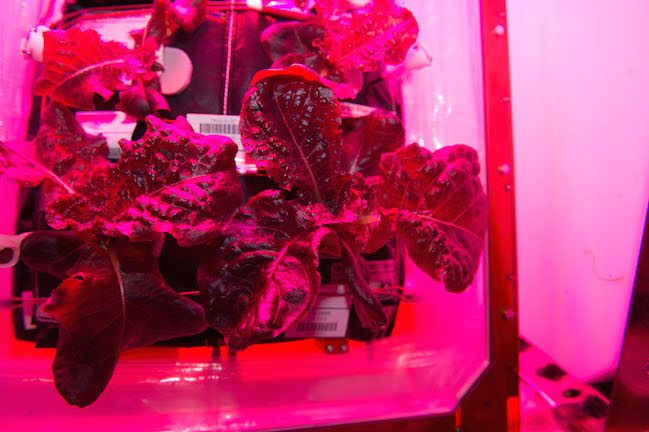 Astronauts on the International Space Station are ready to sample their harvest of a crop of'Outredgeous red romaine lettuce from the Veggie plant growth system that tests hardware for growing vegetables and other plants in space. Credit NASA