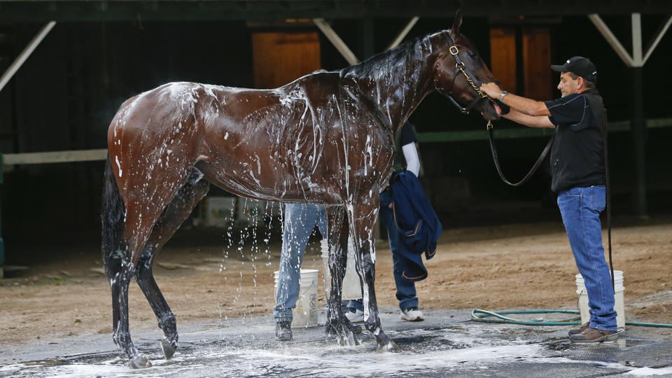 Anticipation mounts as American Pharoah ships out for Travers Stakes