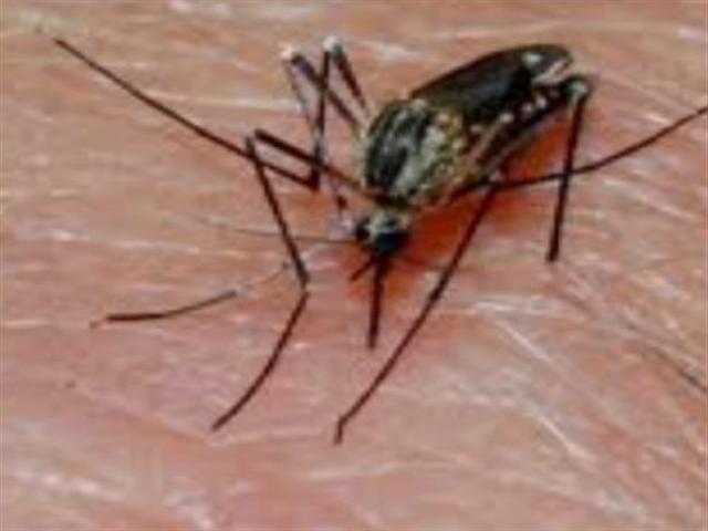 Mosquito spraying planned for South Middleton, Mount Holly