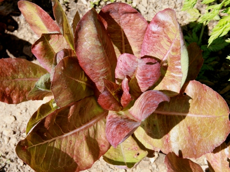 Red Romaine Lettuce