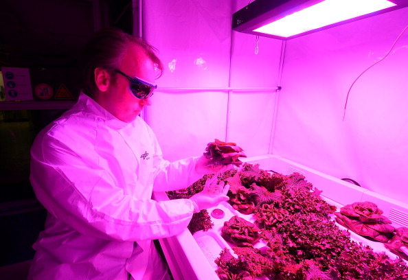 NASA astronauts take first bites of lettuce grown in space