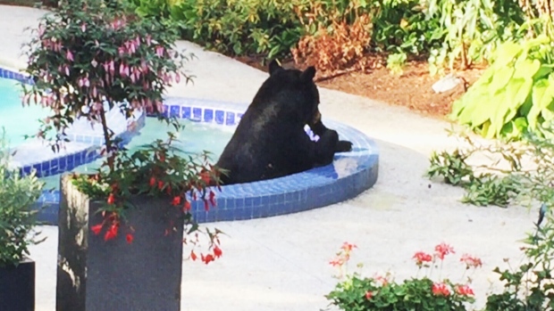 North Vancouver homeowners catch bear taking a dip in swimming pool