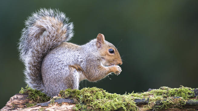 Child gets plague at Yosemite National Park