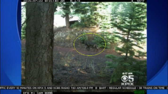 Cameras captured this image that biologists say could be a gray wolf