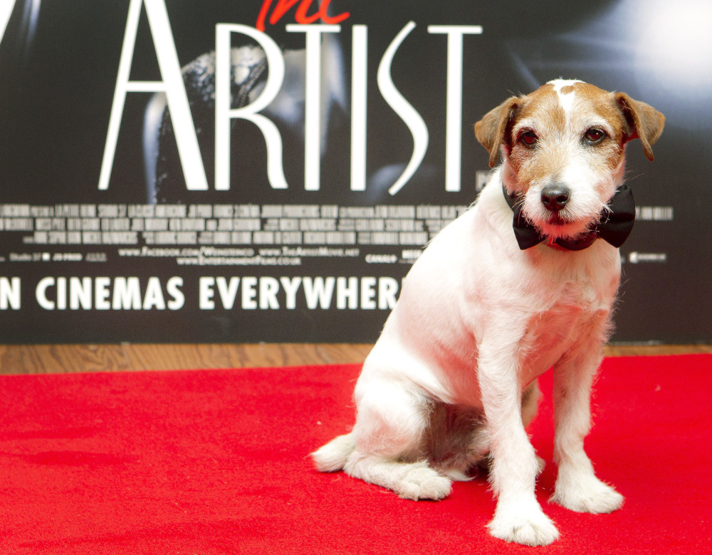 Uggie who starred in the film “The Artist,” became a canine sensation for his scene-stealing performance in the movie voted Best