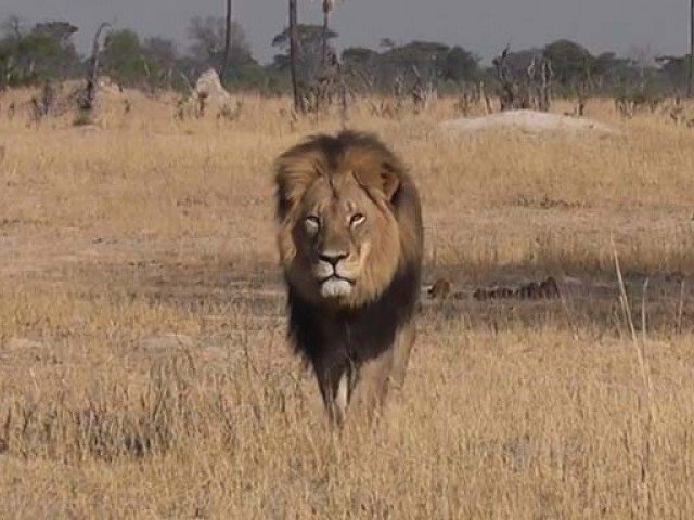 Cecil the lion in Hwange Zimbabwe