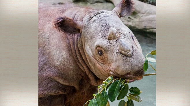 APNewsBreak: Ohio Zoo Sending Endangered Rhino to Indonesia