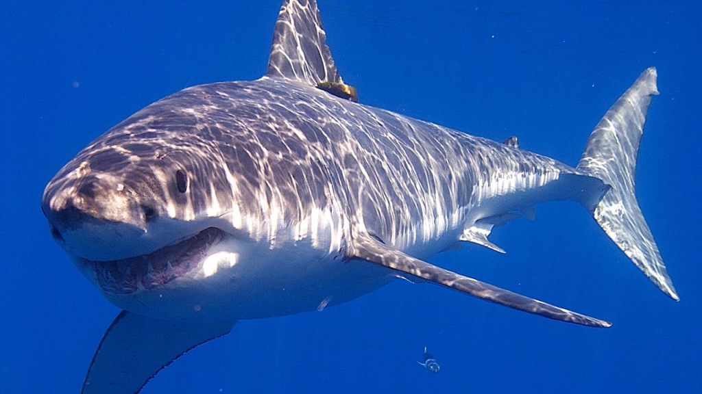 Officials say two Cape Cod beaches closed after visitors spotted a great white shark biting a seal and spitting it back out onto the beach