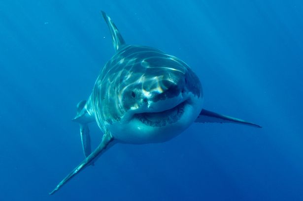 Great White Shark