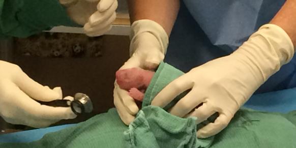 Panda gives birth to twins in US hours apart