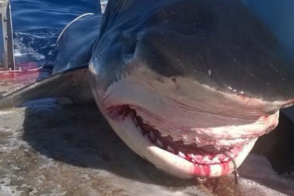 Aussie surfers seek shark cull