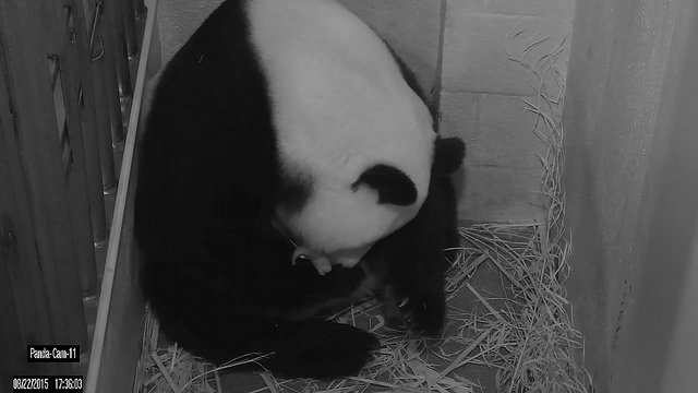 Mei Xiang can be seen on the National Zoo's webcams occasionally rolling in distress and body licking. Those are signs she's about to give birth a zoo spokeswoman said