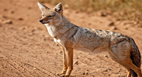 African golden jackals are actually golden wolves