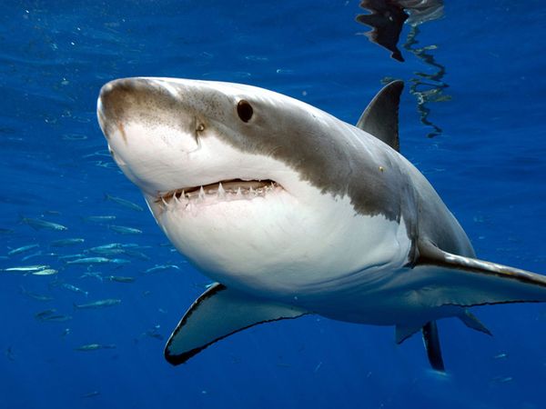 Great White Sharks Spotted Off Massachusetts Coast