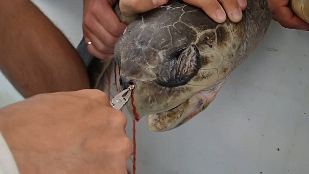 Heart wrenching moment turtle has straw pulled from his nose