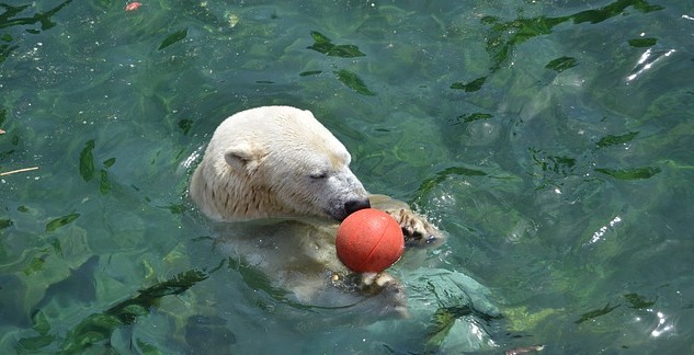 Sea World polar bear makes move from Gold Coast to Canada to be part of