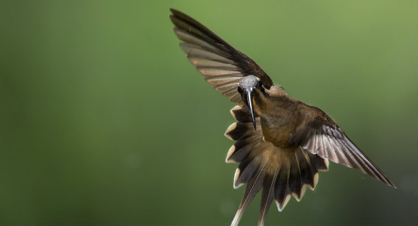 Hummingbird tongue works as “Micropump” not capillary action