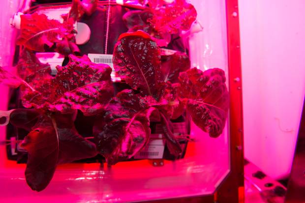 Astronauts Eat Food Grown In Space For The First Time And It's 'Awesome'